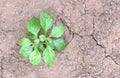 Close up of a young plant sprouting Royalty Free Stock Photo