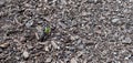 Close up of young plant sprouting from the ground. Royalty Free Stock Photo