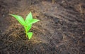 Close up of a young plant sprouting from the ground Royalty Free Stock Photo