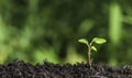 Close up of young plant sprouting from the ground with green bokeh background