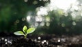 Close up of a young plant sprouting from the ground with green bokeh background. Royalty Free Stock Photo