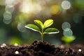 Close up of a young plant sprouting from the ground with green bokeh background. Royalty Free Stock Photo