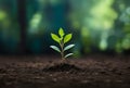 Close up of a young plant sprouting from the ground with green bokeh background, Royalty Free Stock Photo