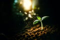 Close up of a young plant sprouting from the ground with green bokeh background, rich soil, ecology concept, Royalty Free Stock Photo