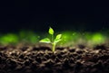 Close up of a young plant sprouting from the ground with green bokeh background, rich soil, ecology concept, Royalty Free Stock Photo