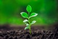 Close up of a young plant sprouting from the ground with green bokeh background, rich soil, ecology concept, Royalty Free Stock Photo