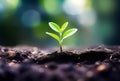 Close up of a young plant sprouting from the ground with green bokeh background, rich soil, ecology concept, Royalty Free Stock Photo