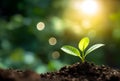 Close up of a young plant sprouting from the ground with green bokeh background, rich soil, ecology concept, Royalty Free Stock Photo