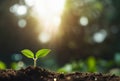 Close up of a young plant sprouting from the ground with green bokeh background, rich soil, ecology concept, Royalty Free Stock Photo