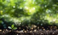 Close up of a young plant sprouting from the ground with green bokeh background. Royalty Free Stock Photo