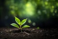 Close up of a young plant sprouting from the ground with green bokeh background, Royalty Free Stock Photo