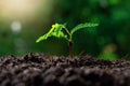 Close up Young plant tamarind tree growing in fertile soi Royalty Free Stock Photo