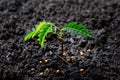 Close up Young plant tamarind tree growing in fertile soi Royalty Free Stock Photo