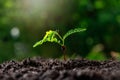 Close up Young plant tamarind tree growing in fertile soil Royalty Free Stock Photo