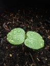 Close up young plant or young sprout in fertile soil with rain drop Royalty Free Stock Photo