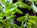 Close-up on young plantlets of coriander or Chinese parsley Royalty Free Stock Photo