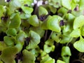 Close-up on young plantlets of red basil Royalty Free Stock Photo