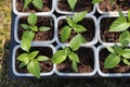 A close up of young plantlets of sweet pepper Capsicum annuum subsp. grossum in a little plastic pots. Bell pepper seedlings Royalty Free Stock Photo