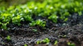 Young Green Seedlings Growing in Soil Spring Agriculture Concept Detail Royalty Free Stock Photo