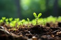 a close up of young plants growing in the dirt