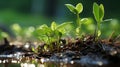 a close up of young plants growing out of the ground