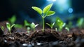 a close up of young plants growing out of soil