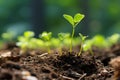 a close up of young plants growing in the soil