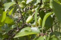 Close up of young plum tree branches with little green unripe plums Royalty Free Stock Photo