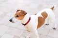 Close-up of a young purebred Jack Russell Terrier dog. Royalty Free Stock Photo