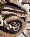 Close up on a Young Python regius (10 months old)