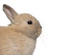 Close-up of young rabbit in front of white