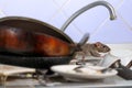 Close-up young rat climbs on dirty dishes in the kitchen sink