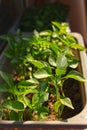 Close up of young red Chili pepper tree with fresh green leaves, growing at the windowsill Royalty Free Stock Photo