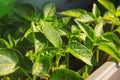 Close up of young red Chili pepper tree with fresh green leaves, growing at the windowsill Royalty Free Stock Photo