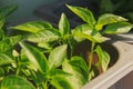 Close up of young red Chili pepper tree with fresh green leaves, growing at the windowsill Royalty Free Stock Photo