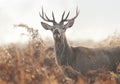 Close-up of a young red deer stag in the field of ferns during rutting season on a misty autumn morning Royalty Free Stock Photo