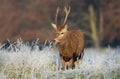 Close up of a young Red deer stag in winter Royalty Free Stock Photo