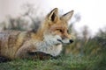 Close up of a young Red fox lying on grass Royalty Free Stock Photo