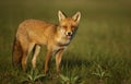 Close up of a young red fox standing on the grass Royalty Free Stock Photo