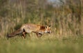 Close up of a young Red fox walking in natural habitat Royalty Free Stock Photo