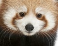 Close-up of Young Red panda or Shining cat, Ailurus fulgens Royalty Free Stock Photo