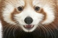 Close-up of Young Red panda or Shining cat, Ailurus fulgens