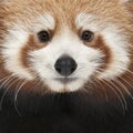 Close-up of Young Red panda or Shining cat, Ailurus fulgens Royalty Free Stock Photo