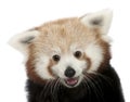 Close-up of Young Red panda or Shining cat, Ailurus fulgens, 7 months old Royalty Free Stock Photo