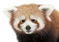 Close-up of Young Red panda or Shining cat, Ailurus fulgens, 7 months old Royalty Free Stock Photo