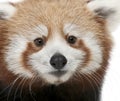 Close-up of Young Red panda or Shining cat, Ailurus fulgens, 7 months old Royalty Free Stock Photo