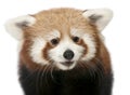 Close-up of Young Red panda or Shining cat, Ailurus fulgens, 7 months old Royalty Free Stock Photo