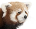 Close-up of Young Red panda or Shining cat, Ailurus fulgens, 7 months old Royalty Free Stock Photo