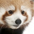 Close-up of Young Red panda or Shining cat, Ailurus fulgens, 7 months old Royalty Free Stock Photo