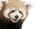 Close-up of Young Red panda or Shining cat, Ailurus fulgens, 7 months old Royalty Free Stock Photo
